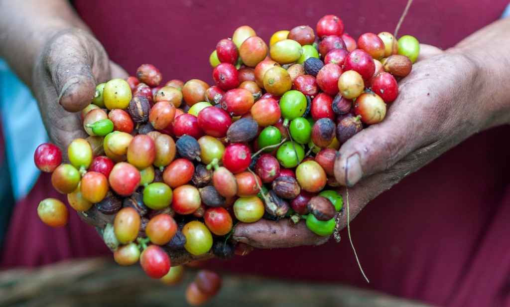how to outline a book | Close up of a coffee grower holding a fresh crop of coffee fruit