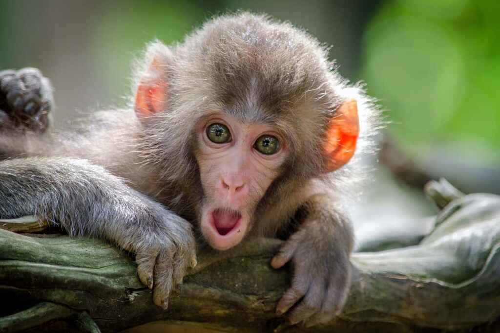 Photo of a monkey with a shocked expression