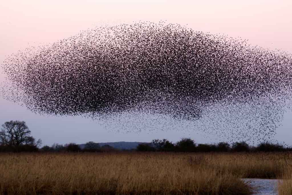 A large flock of birds in the sky at sunset | How to write a haiku