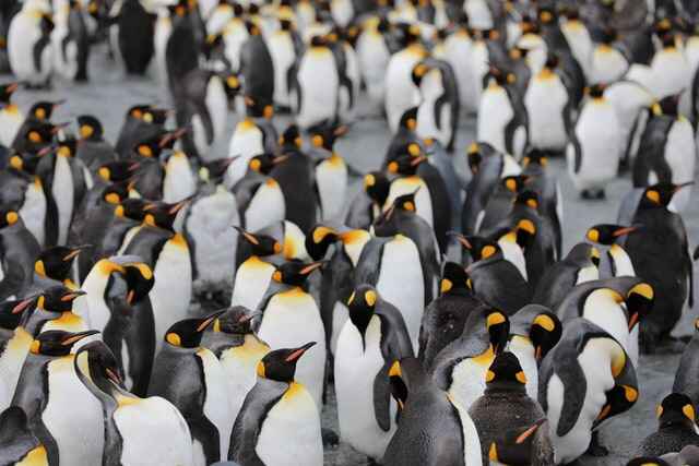 How to become an editor | A group of penguins stand around in icy Antarctica.