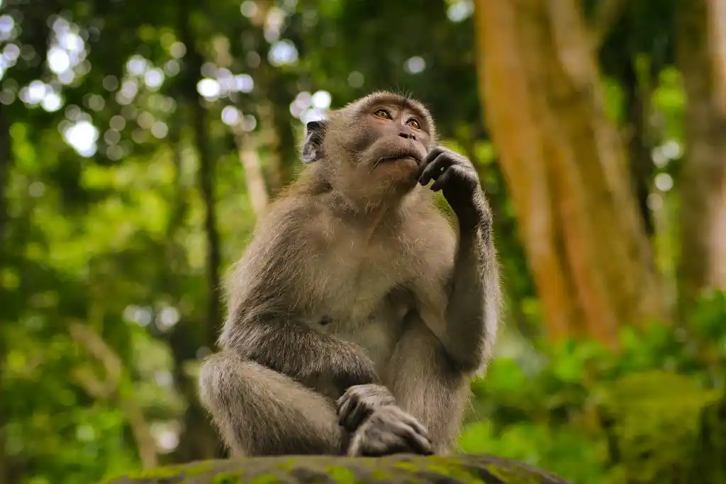 A monkey in deep thought