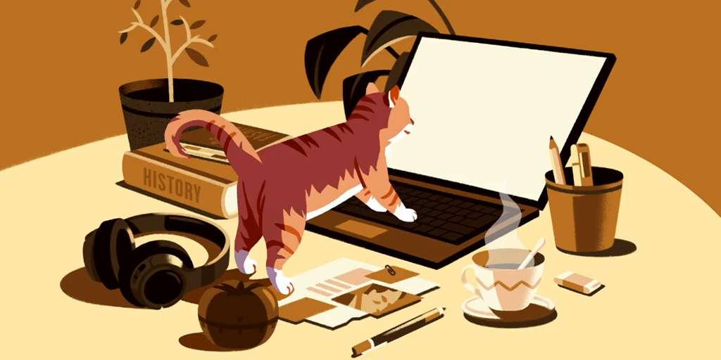 Studio | Signup | Animation | Cat For You v2 | "Yes, you!" | 2026-06